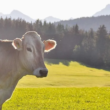 Апартаменты Panoramablick , Hof Alpenseeblick, Nesselwangattleseeallgaeu Нессельванг